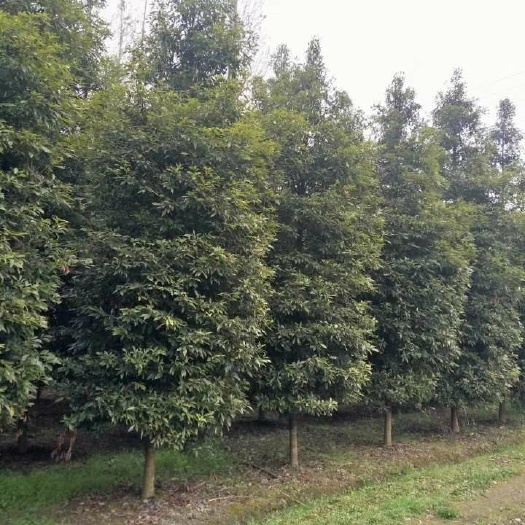 雅安细叶楠木 