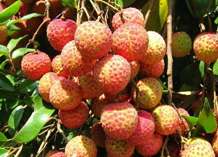 灵山县桂味荔枝苗  桂味荔枝是荔枝品种之一，简称：桂味。