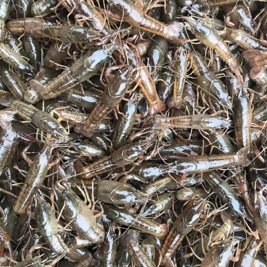 洪湖市小龙虾苗