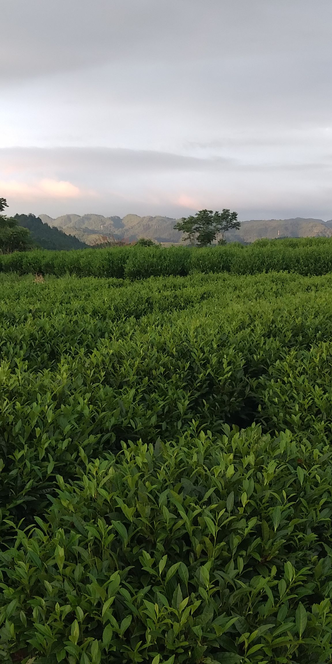 黄金茶 特级 盒装  保靖黄金茶