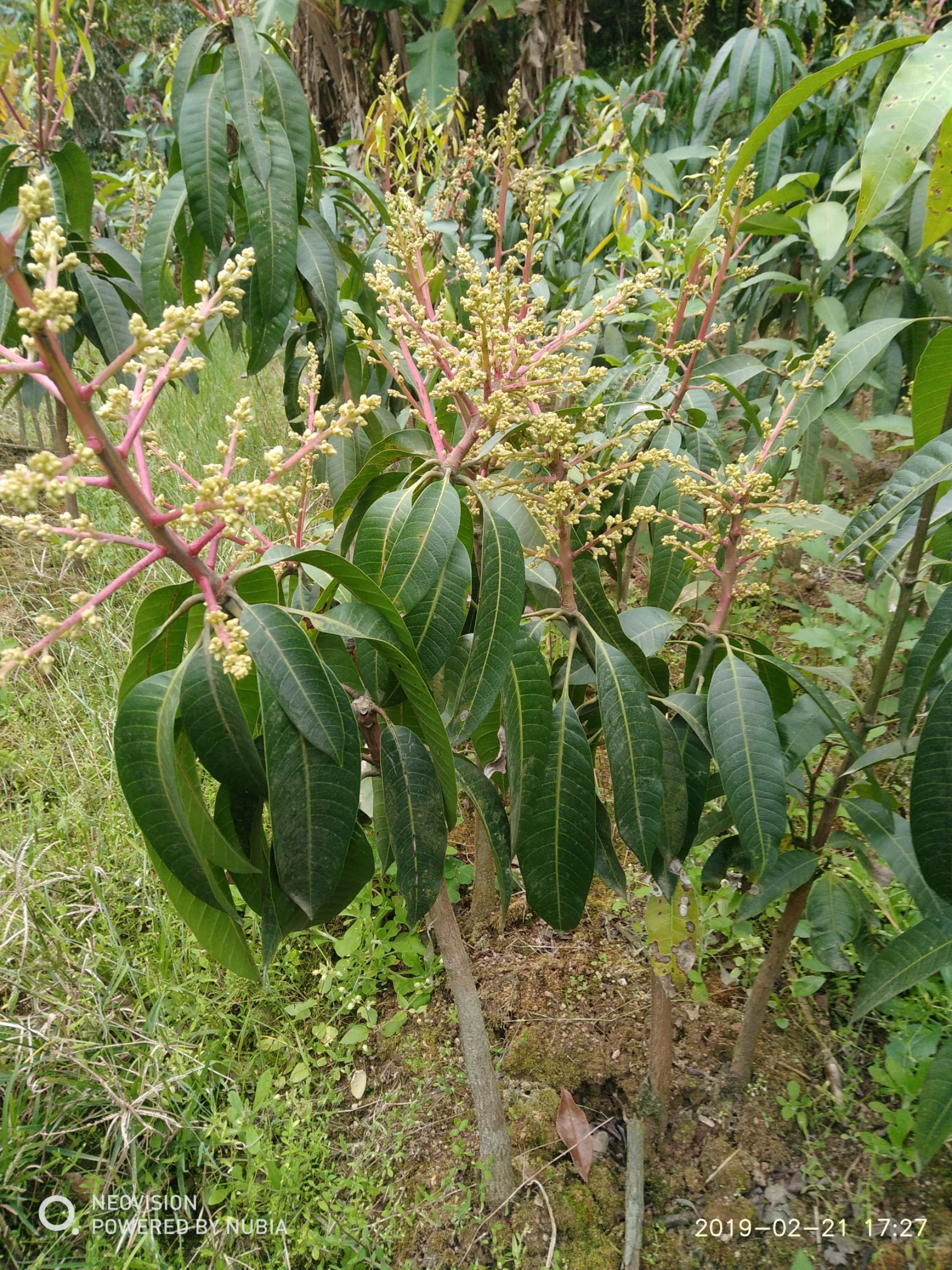 金煌芒果苗 