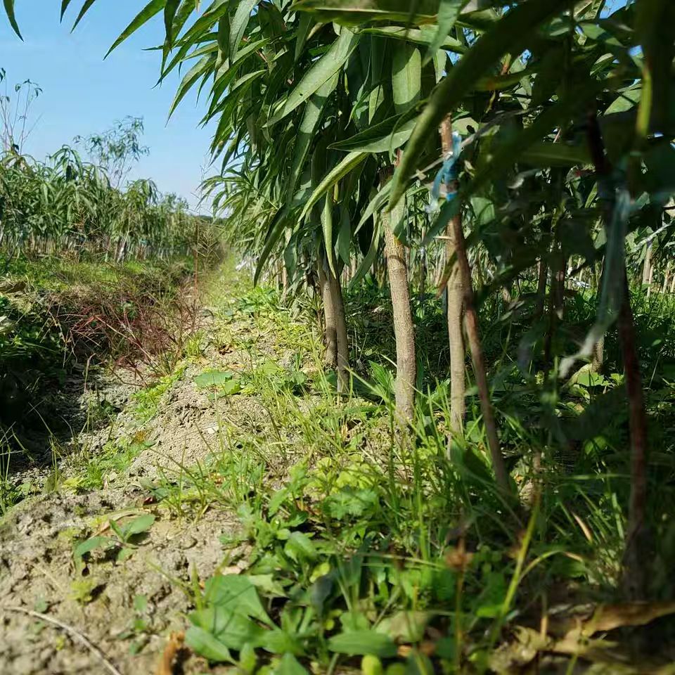 阳山水蜜桃苗 3年苗，基地直发，保证成活率，保证品种。