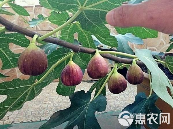 波姬红无花果苗 