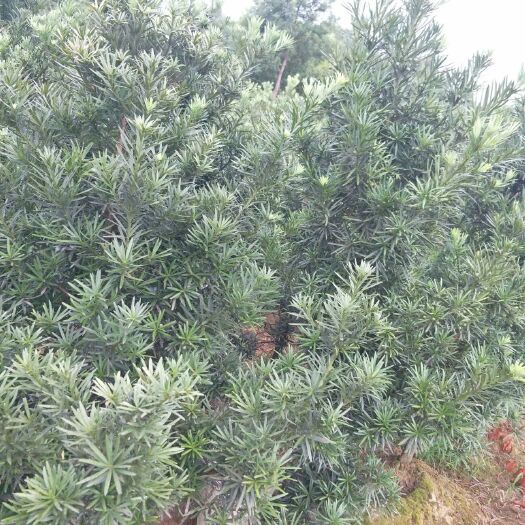 浏阳市 3公分以上罗汉松，带土球发货