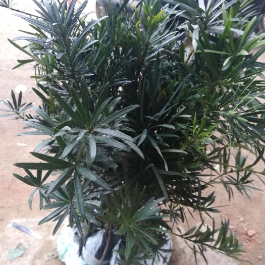 灵山县罗汉松  细叶，大小规格都有