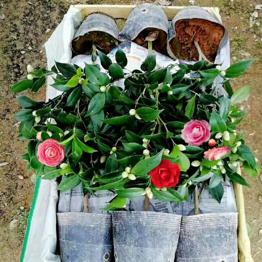 平邑县山茶花 30~50cm