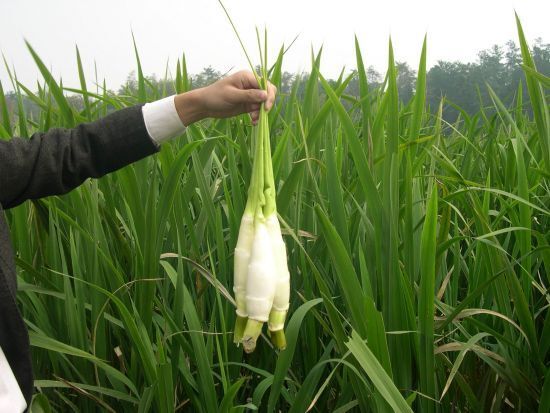 茭白种苗 双季茭白带芽茭白老墩