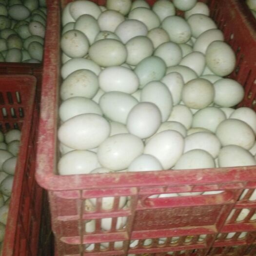 英德市麻鸭蛋 箱装 食用