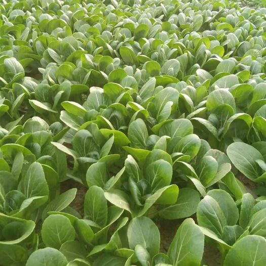 曹县北方小油菜 1~2两 