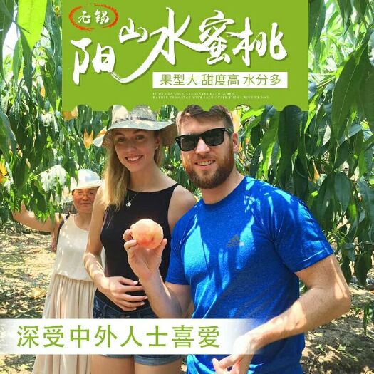 平邑县春蜜桃树苗 0.5~1米 