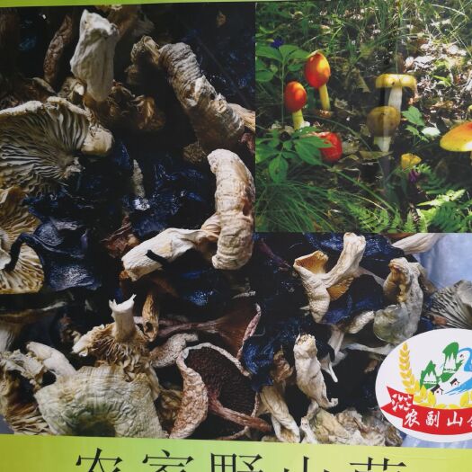 成都野生菌子 袋装 1年 
