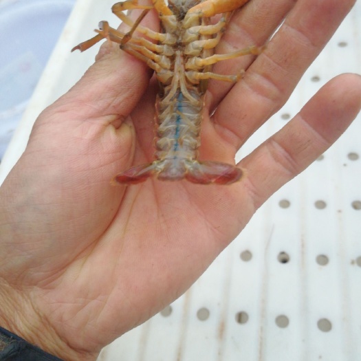 泸县小龙虾苗 