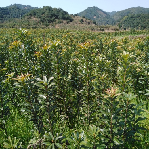 靖州县大黑炭杨梅树苗 