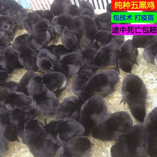 徐州五黑鸡苗 