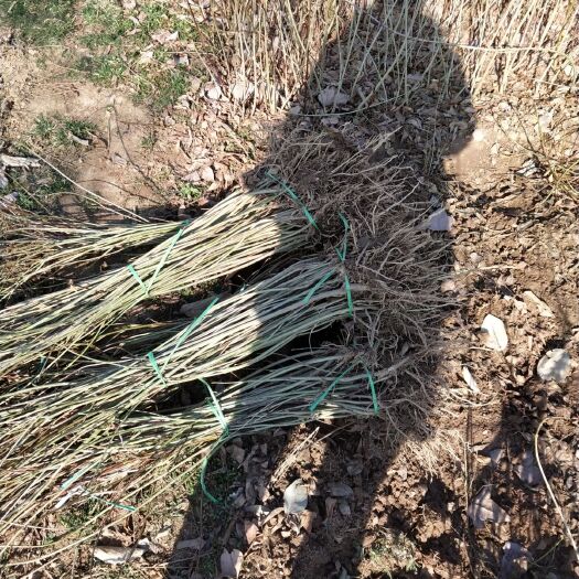 沭阳县 连翘苗