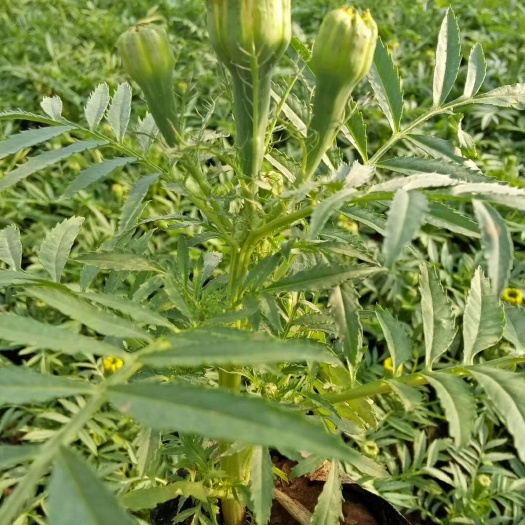 青州市万寿菊苗 万寿菊