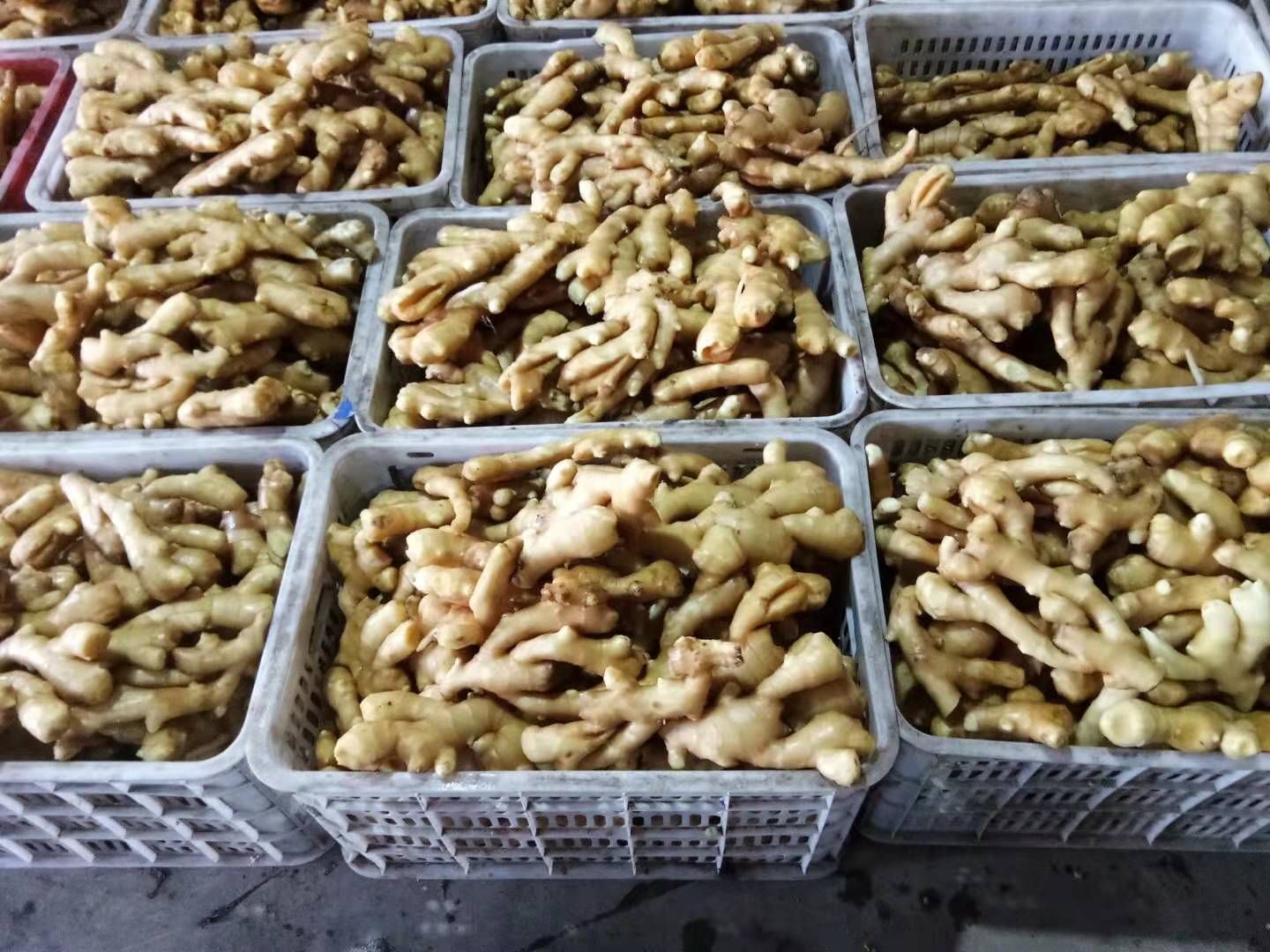 莱芜姜 6两以上 水洗