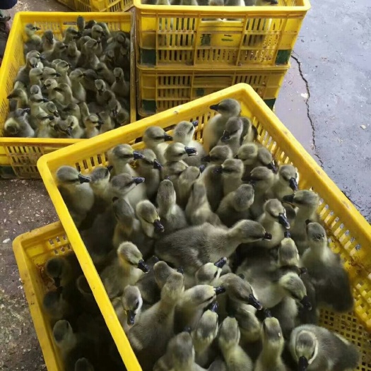 南宁狮头鹅苗 