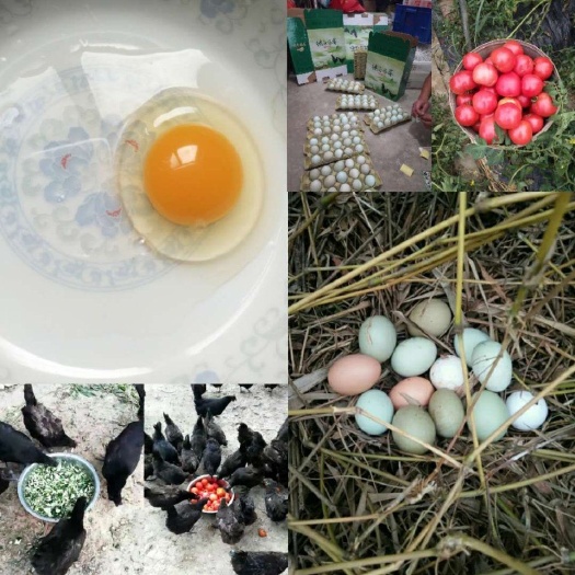 固镇县绿壳鸡蛋 箱装 食用