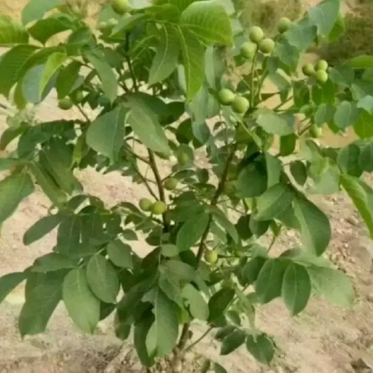 泰安薄皮核桃苗