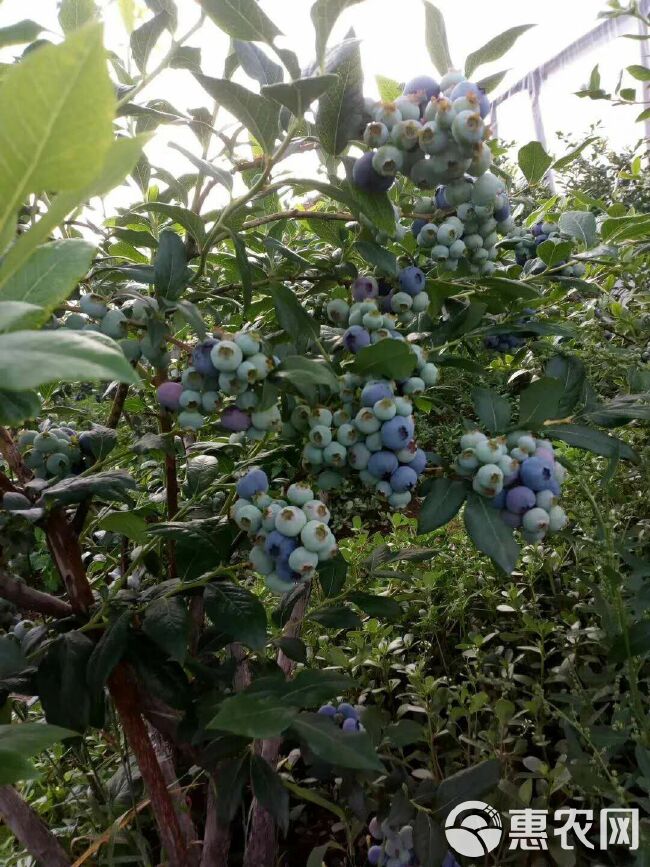  云南脆甜蓝莓已经大量上市，预购从速