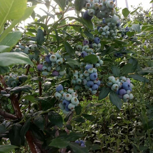  云南脆甜蓝莓已经大量上市，预购从速