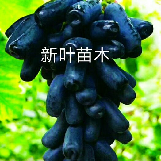 平邑县蓝宝石葡萄苗 正品