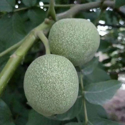 大连纸皮核桃苗 