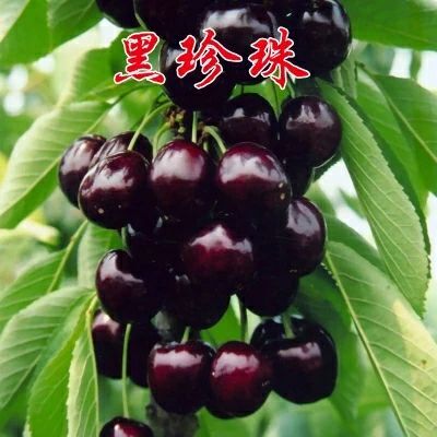 肥城市黑珍珠苗 