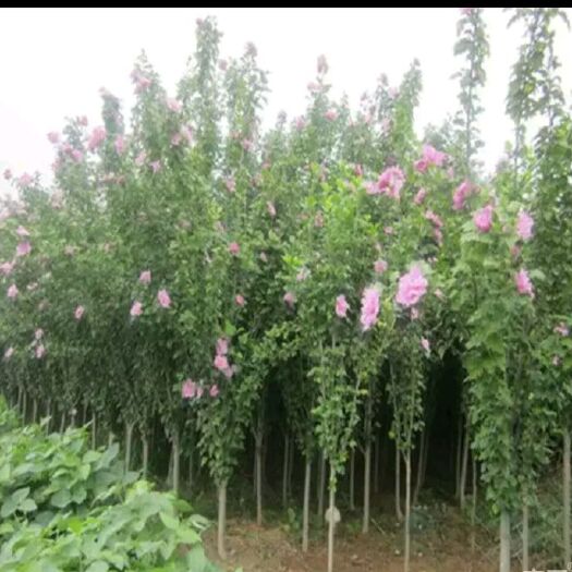 泰安红花木槿