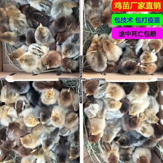徐州土鸡苗 