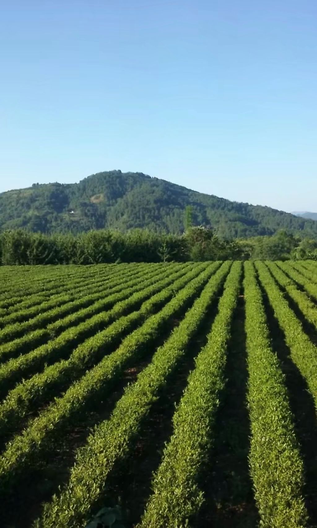 黄金茶 特级 盒装  保靖黄金茶