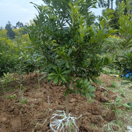 成都东魁杨梅树苗