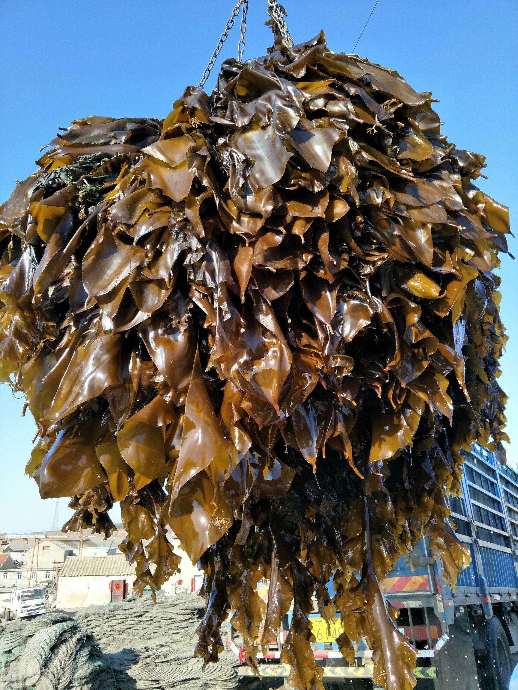 鲜海带  大连海带