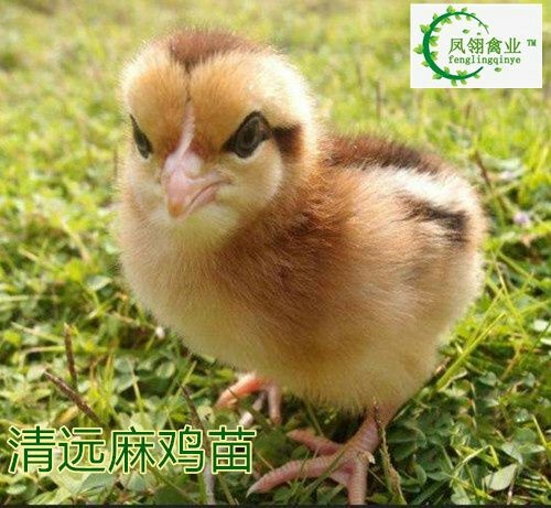 东兴市土鸡苗 