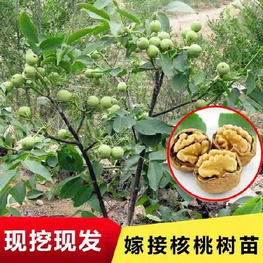 平邑县嫁接核桃苗 