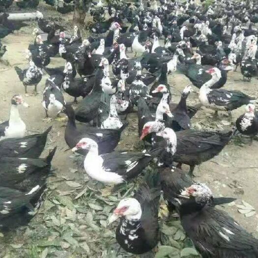 徐州番鸭苗 