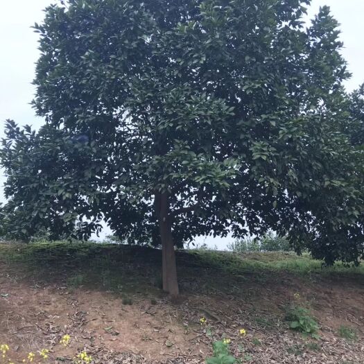 香橼树 ，香泡，香椽，假植苗