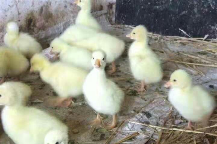 郓城县大白沙鹅苗 