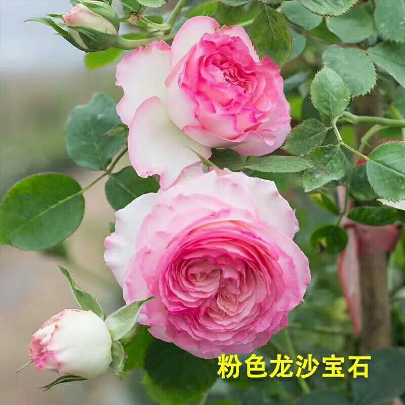 爬薔薇 