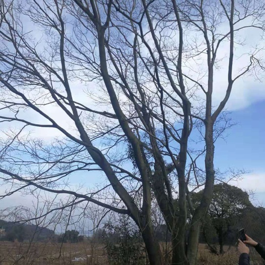 九江丛生朴树 