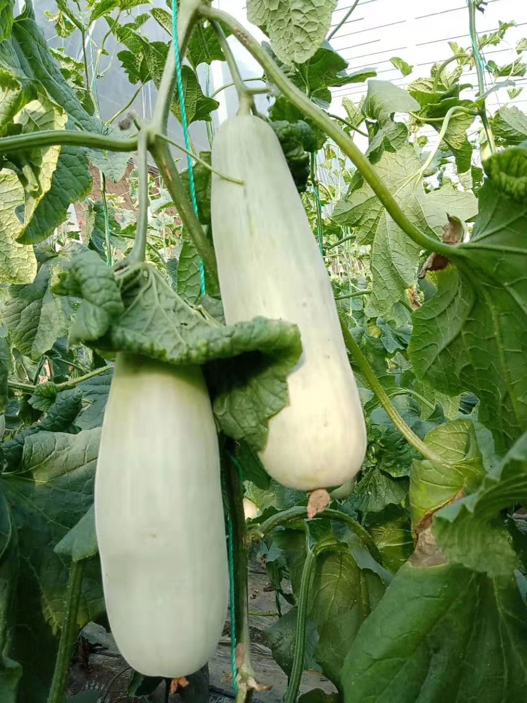 羊角脆甜瓜 精品羊角蜜