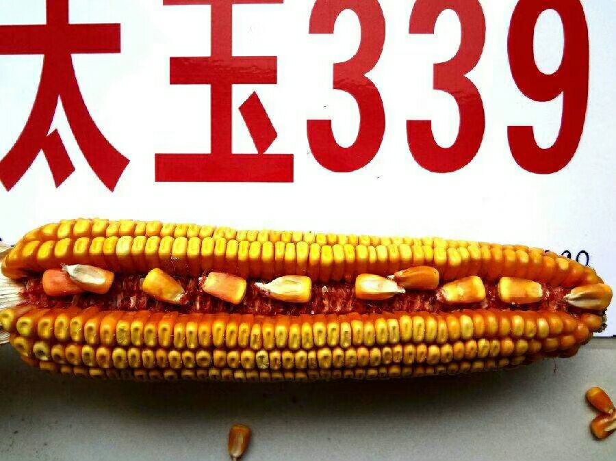 山丹县太玉339玉米种子 自交系 ≥95% 