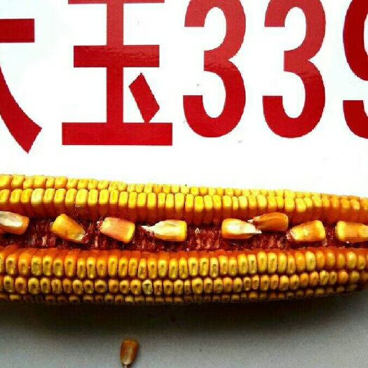 山丹县太玉339玉米种子 自交系 ≥95% 