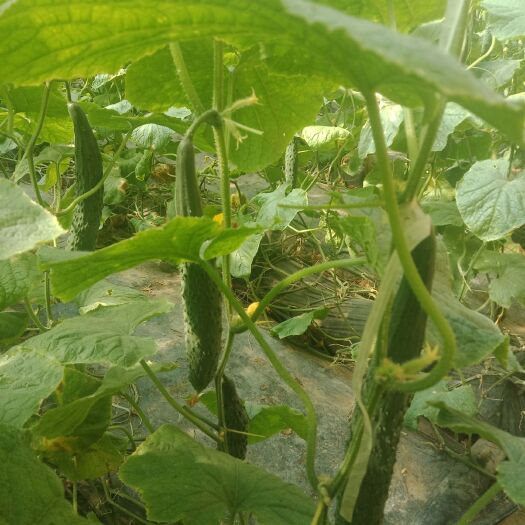 兰陵县刺黄瓜 15~25cm 