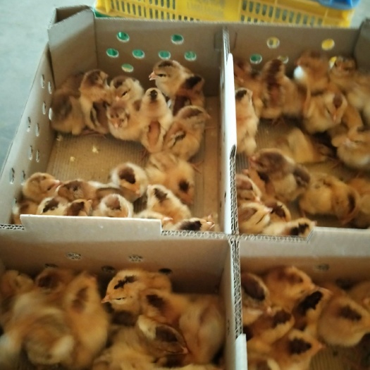 南宁土鸡苗
