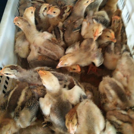 南宁供应鸡苗