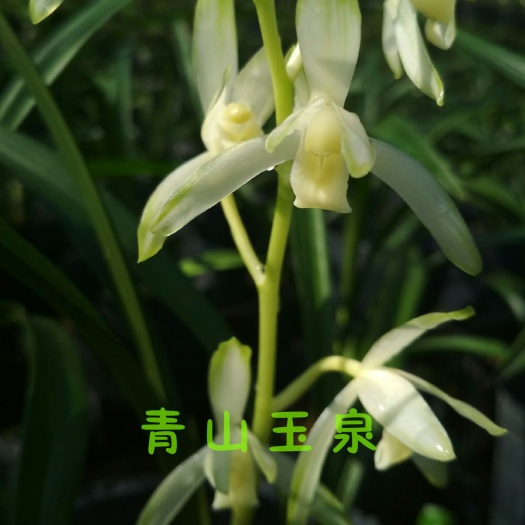 南靖县青山玉泉 裸根不带土 