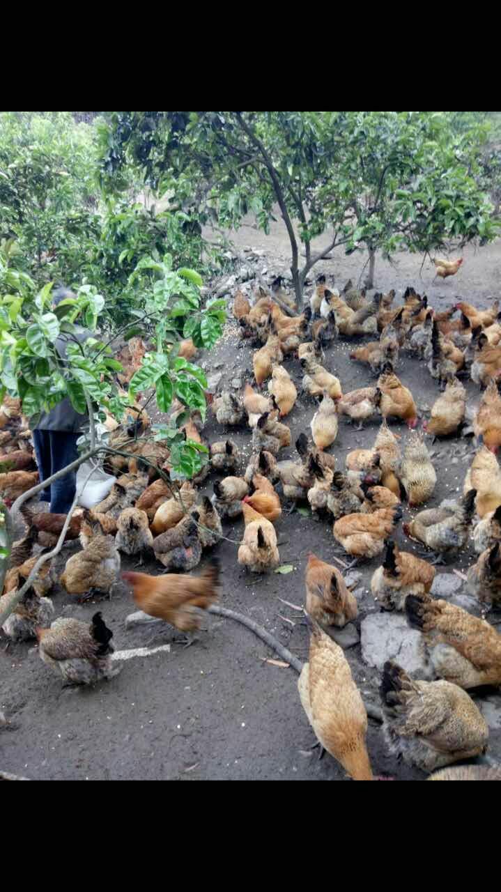 麻鸡苗   脱温青脚肉鸡苗 脱温土鸡苗批发 快大型青脚白皮肉鸡苗批发