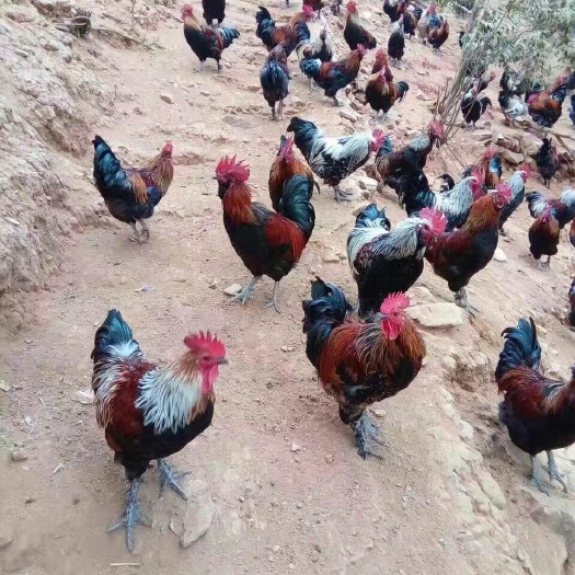 南宁乌骨鸡苗 